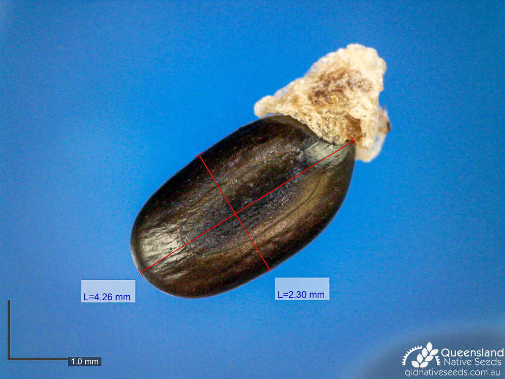 Acacia montana | microscope | Queensland Native Seeds