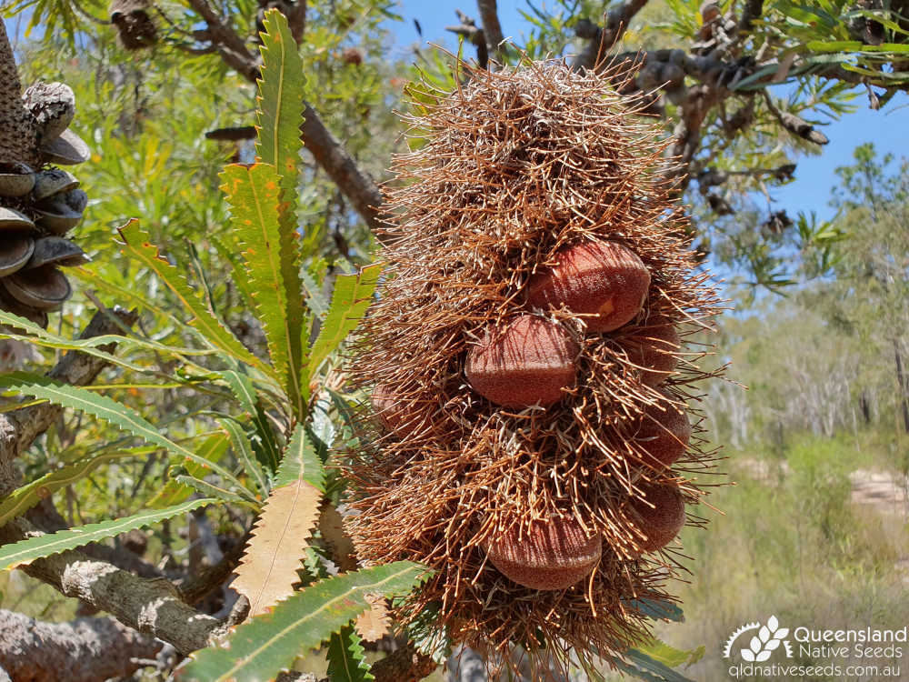 Banksia aemula | fruit | Queensland Native Seeds