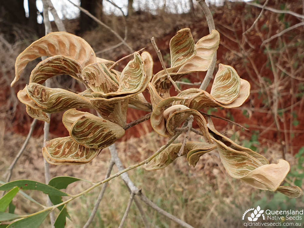 Acacia disparrima subsp. disparrima | pod | Queensland Native Seeds