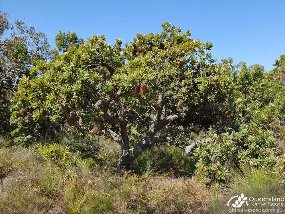 Banksia aemula | habit | Queensland Native Seeds