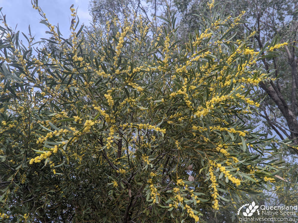 Acacia melvillei | Phyllodes, inflorescence, habit | Queensland Native Seeds