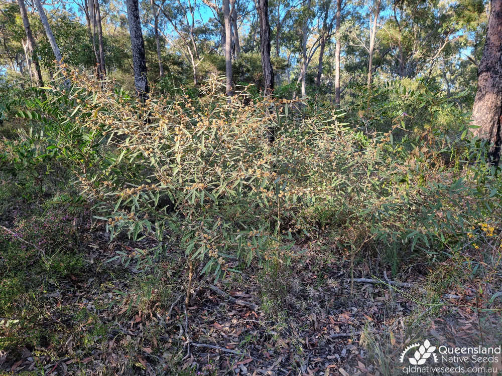 Hovea planifolia | habit, habitat | Queensland Native Seeds