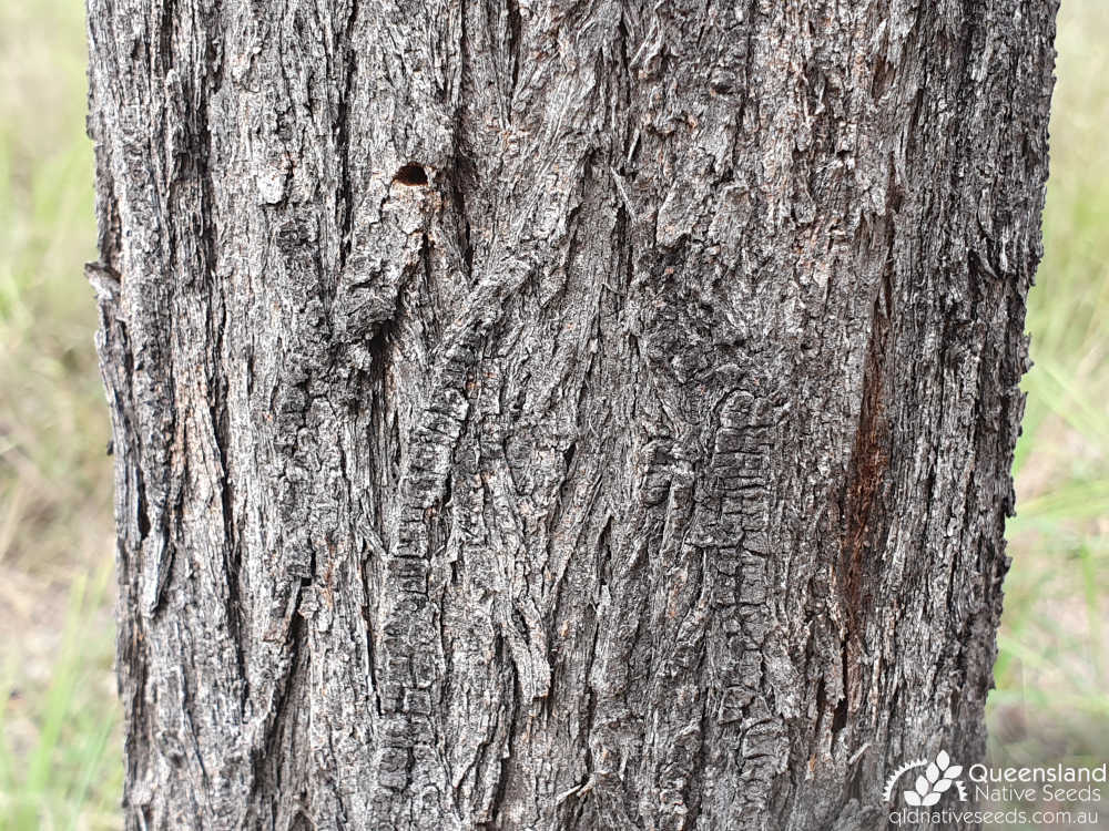Acacia grandifolia | bark | Queensland Native Seeds