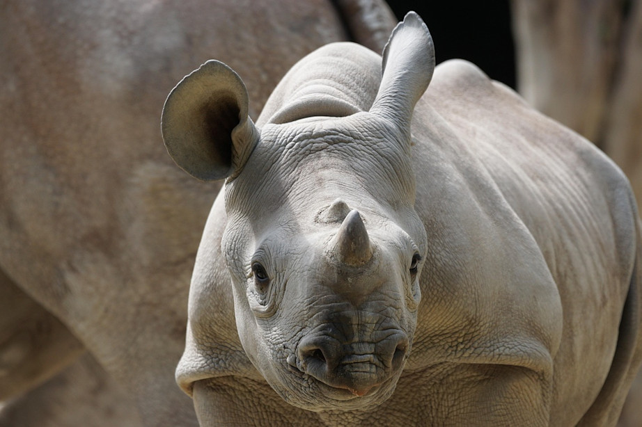 Zoo Zurich