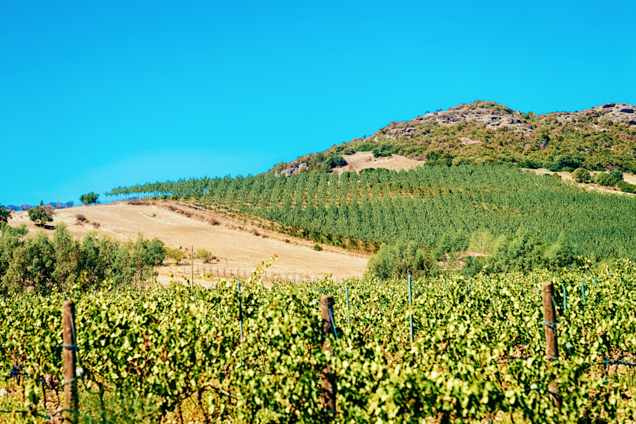 Vineyards in Olbia