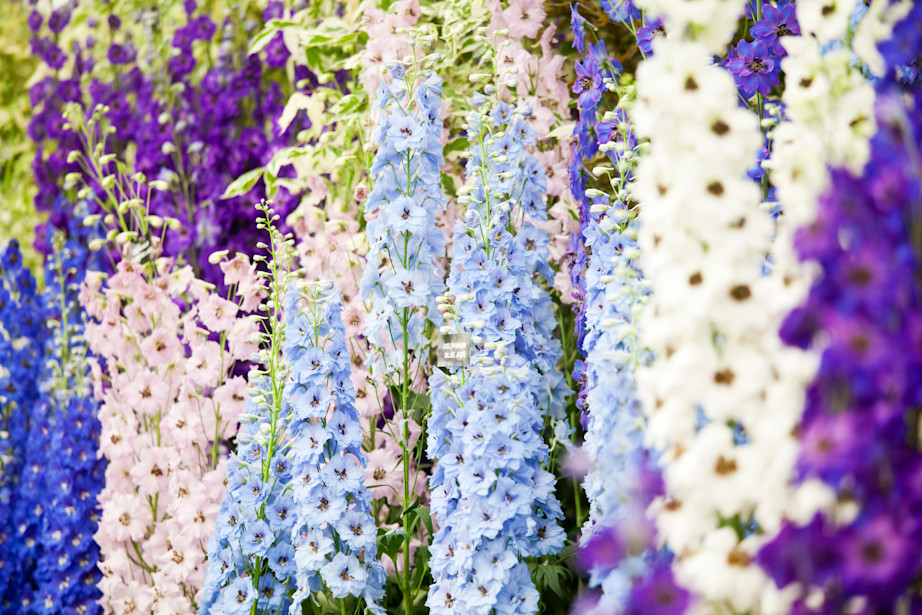 Flower Show Delphiniums