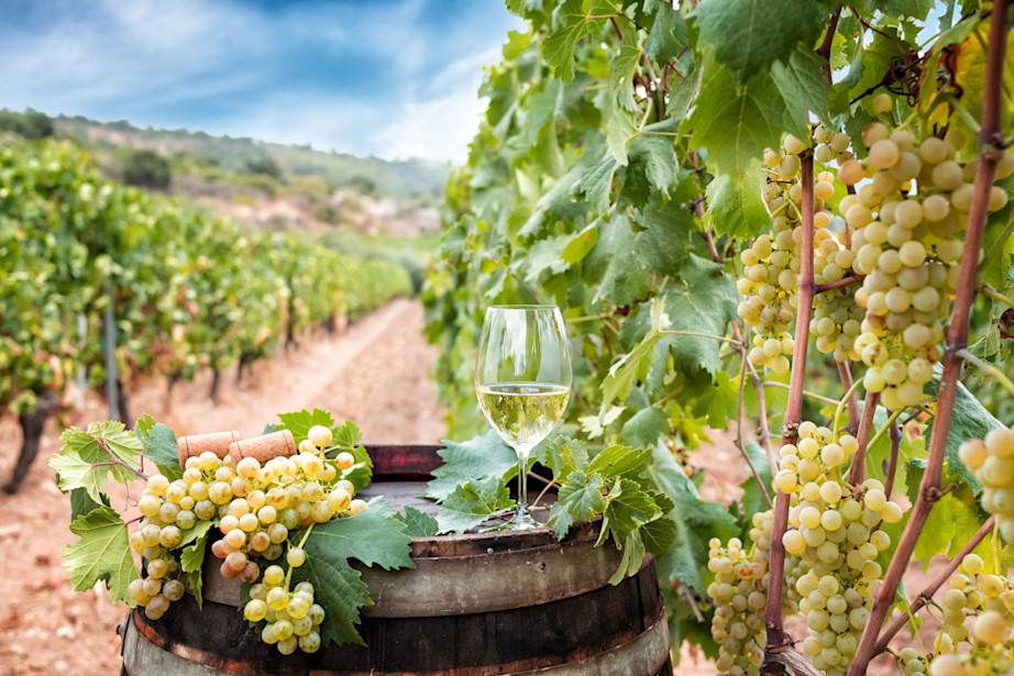 Wine glass on a barrel with grapes - vermentino
