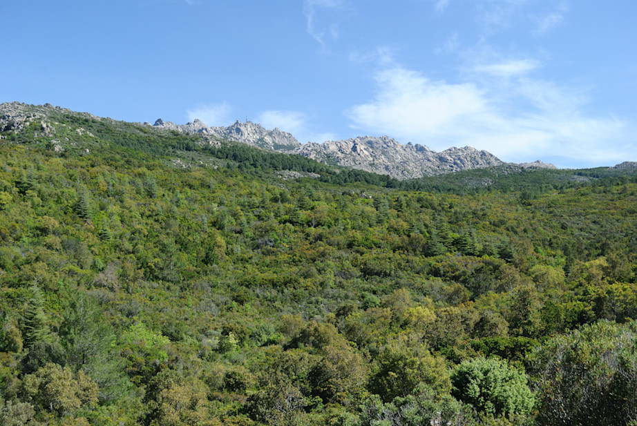 Forest Limbara
