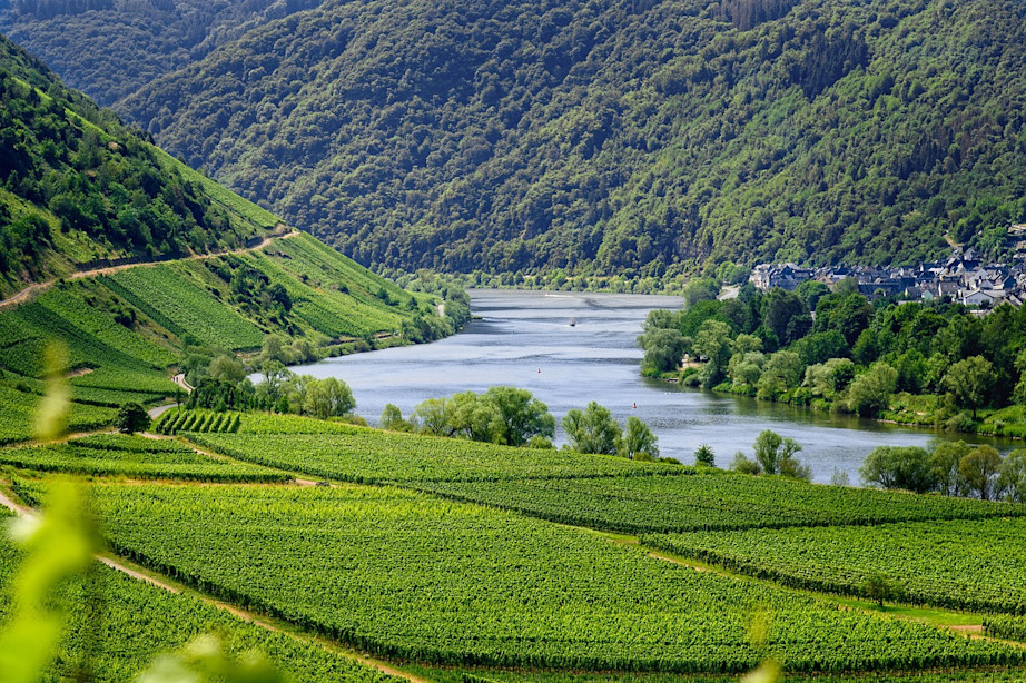 Luxembourg Moselle Vineyards