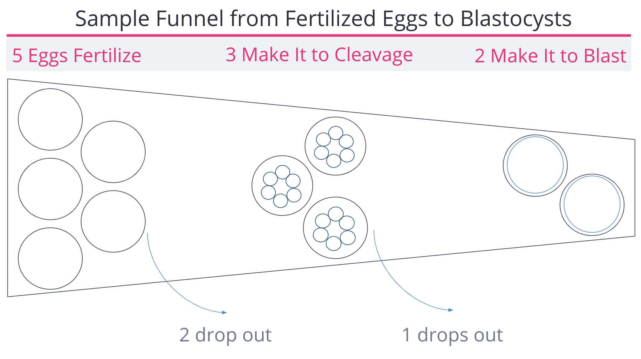 Sample Funnel from Fertilized Eggs to Blastocysts