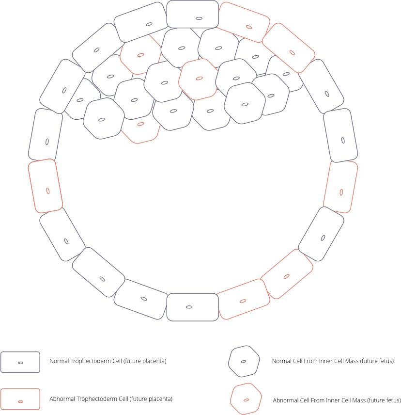 Mosaic Blastocyst Trophectoderm and ICM Graphic