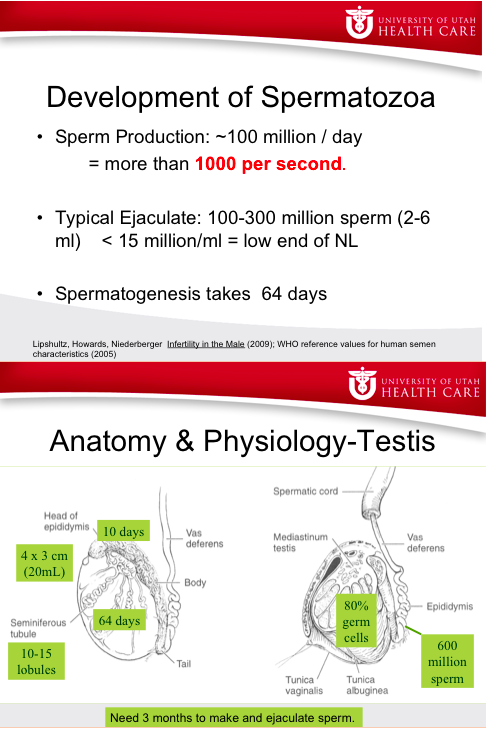 Sperm 101 How To Interpret The Semen Analysis Fertilityiq