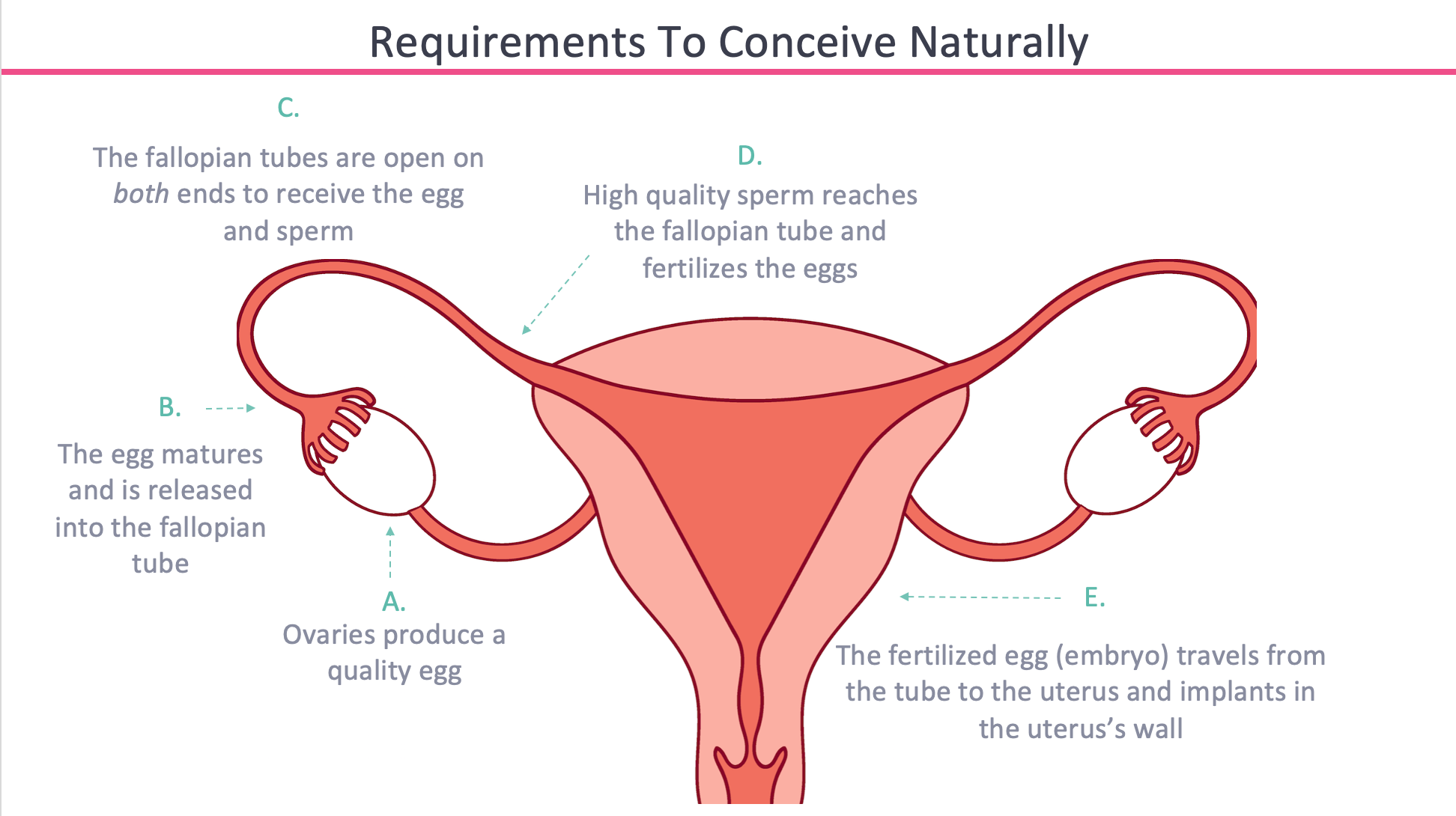 Fertility 101