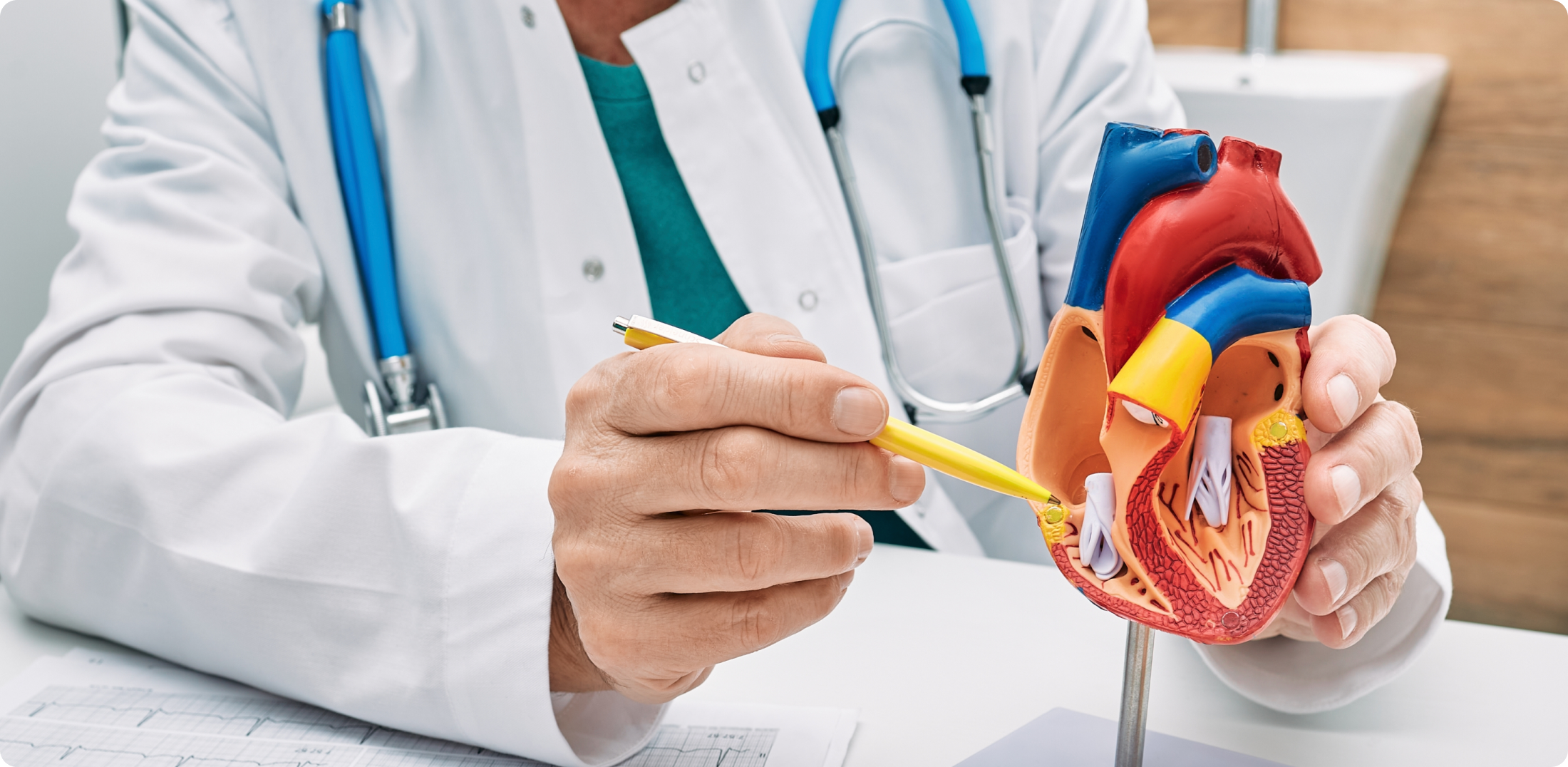 What is the Cardiovascular System