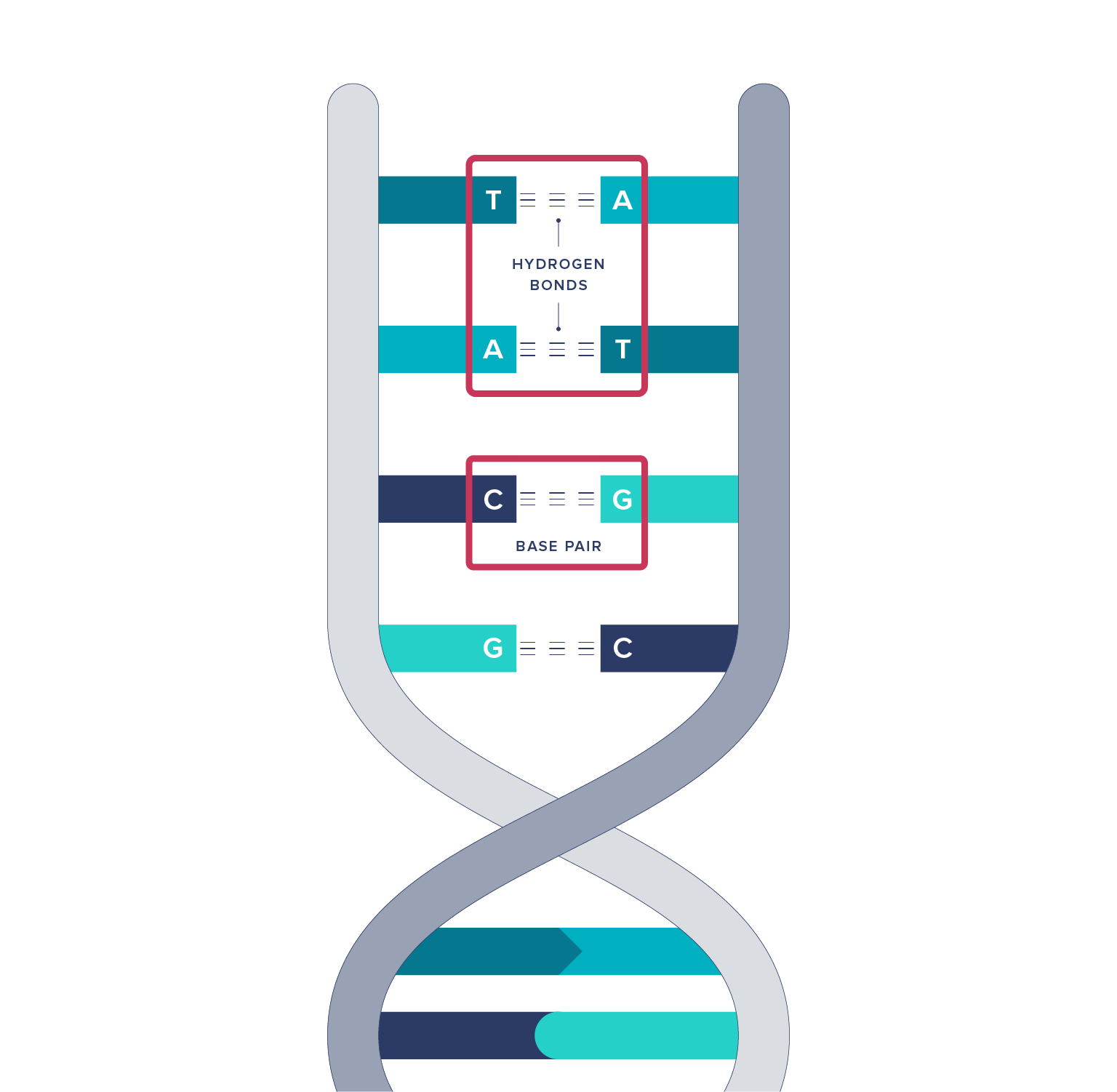 DNA double helix structure