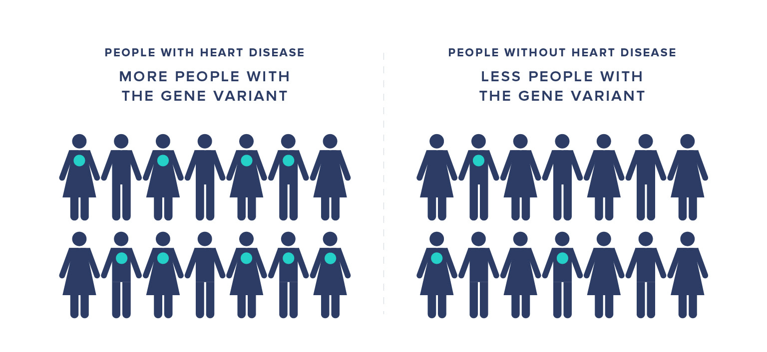 Illustration showing the likelihood of heart disease in those with and without gene variant. 