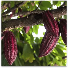 Schokoladenherstellung: Kakaobohnen