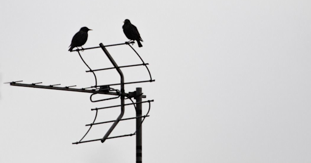 tv-antenn med fåglar