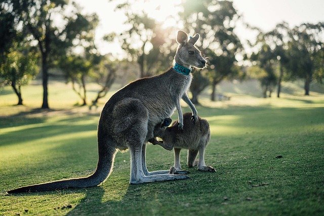 a kangaroo with a baby kangaroo