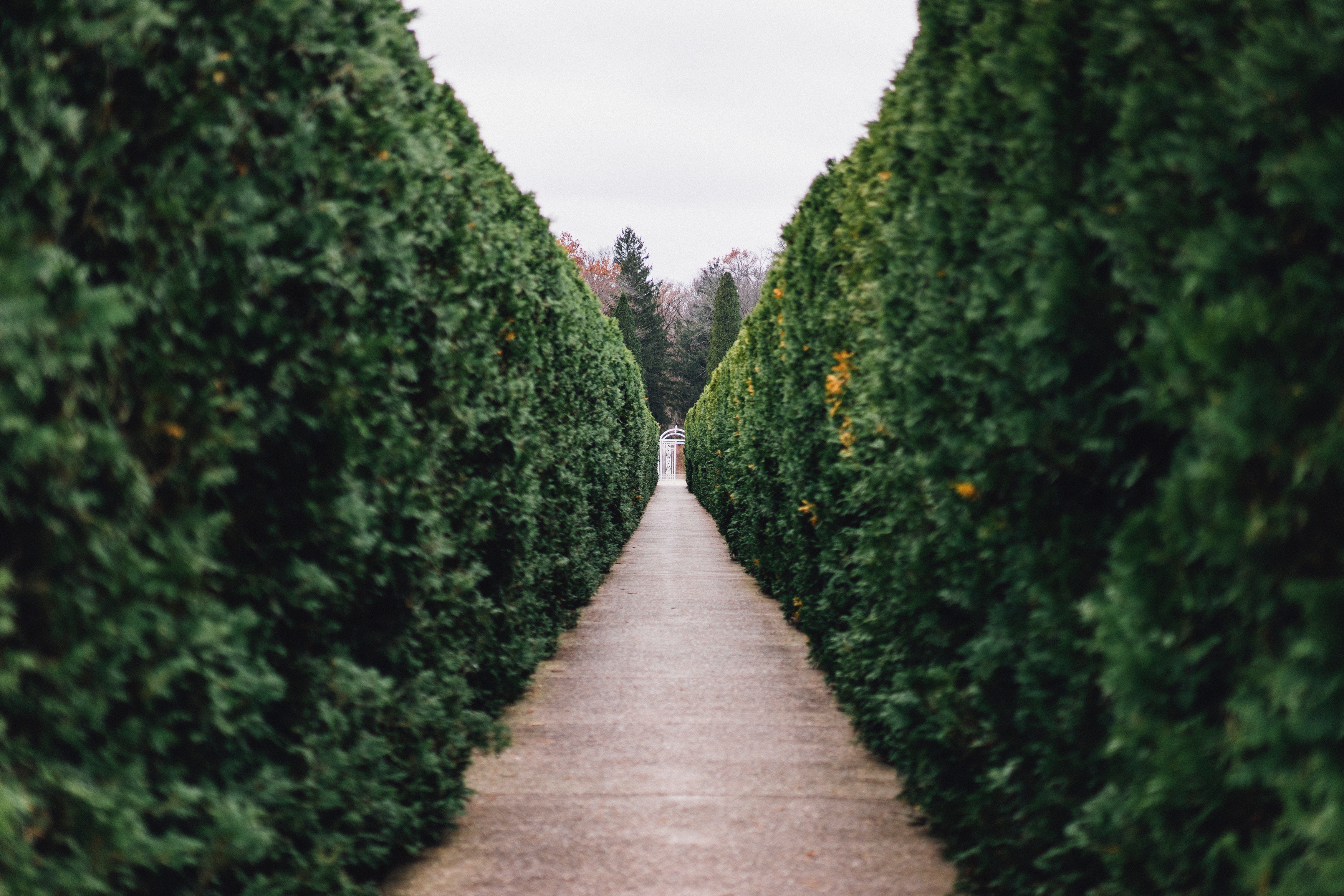 a path through a forest