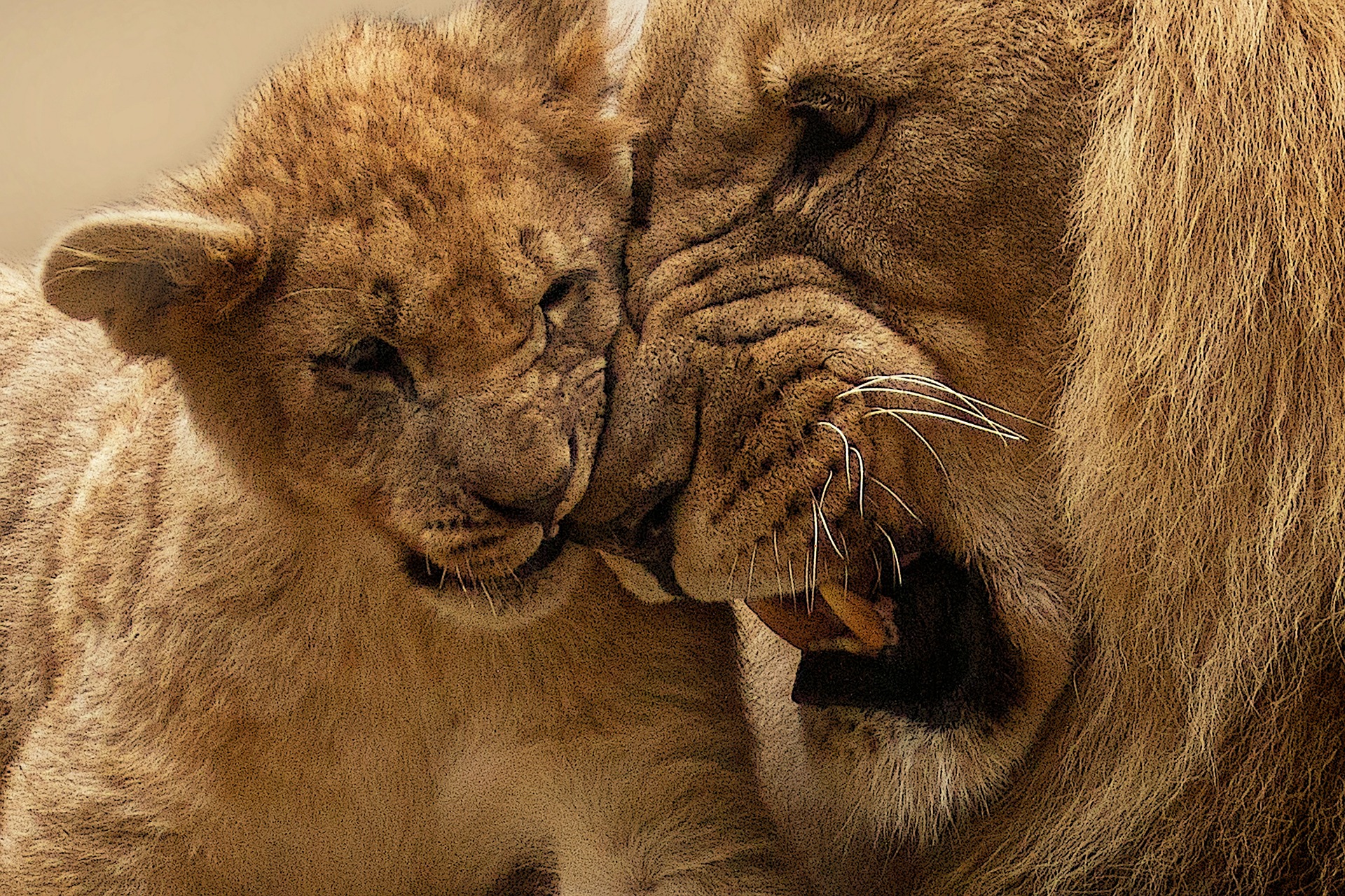 a lion and a lioness