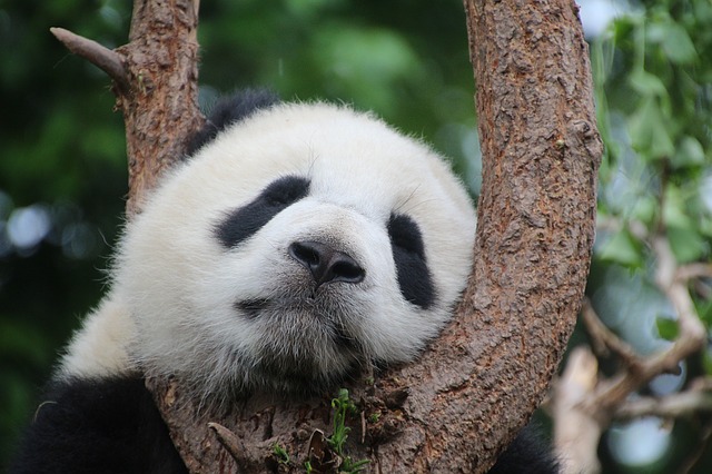 a panda in a tree