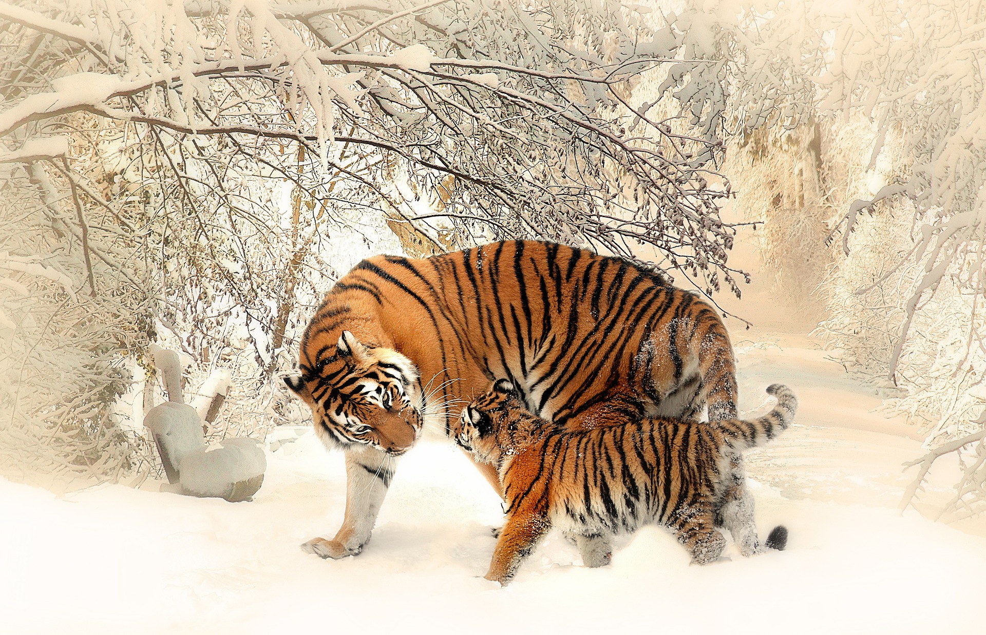 a tiger in the snow