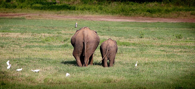 elephants in a field