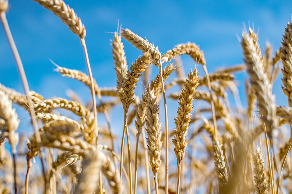 close-up of wheat in a field