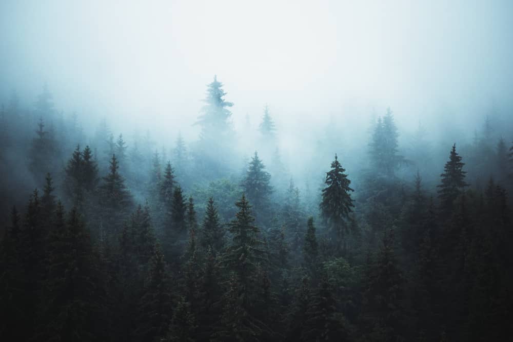 a group of trees with fog in the background