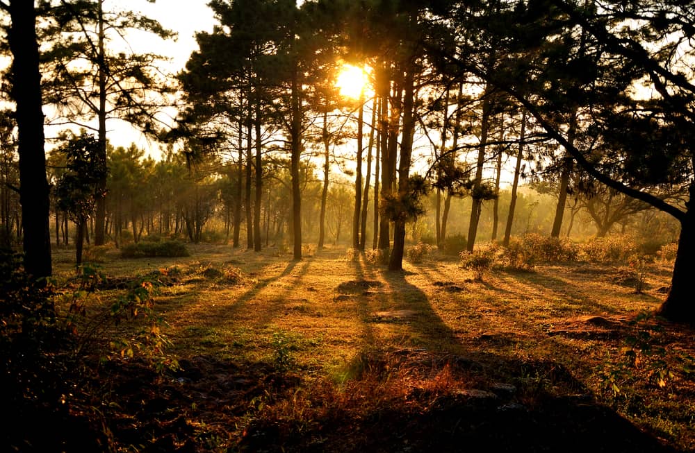 sun shining through the trees