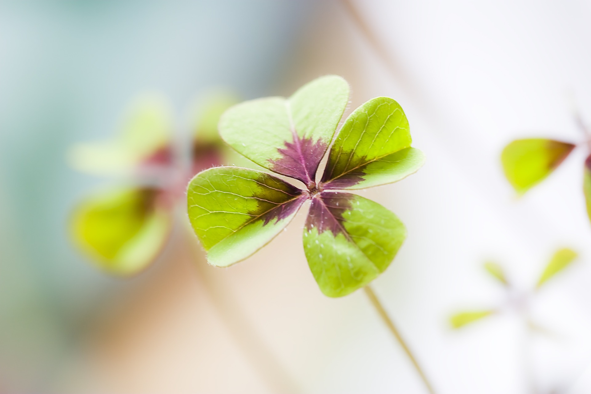 a close up of a flower