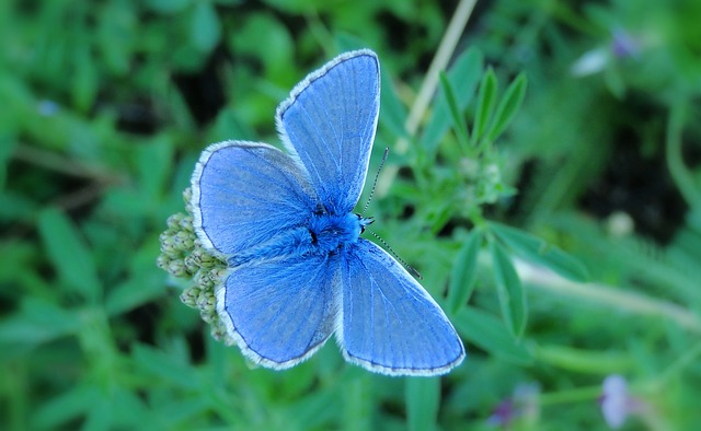 a blue flower with green leaves