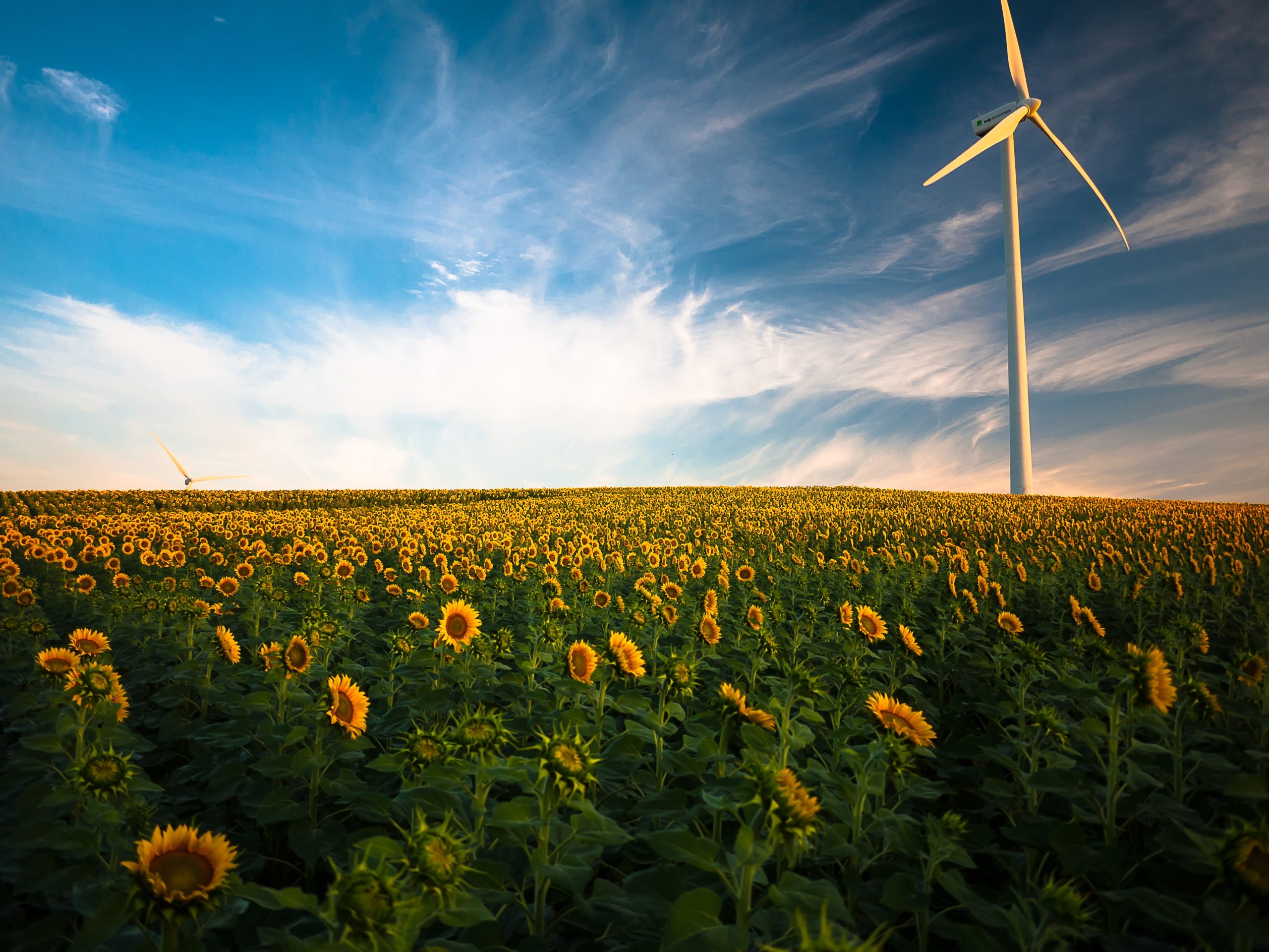 a field of sunflowers