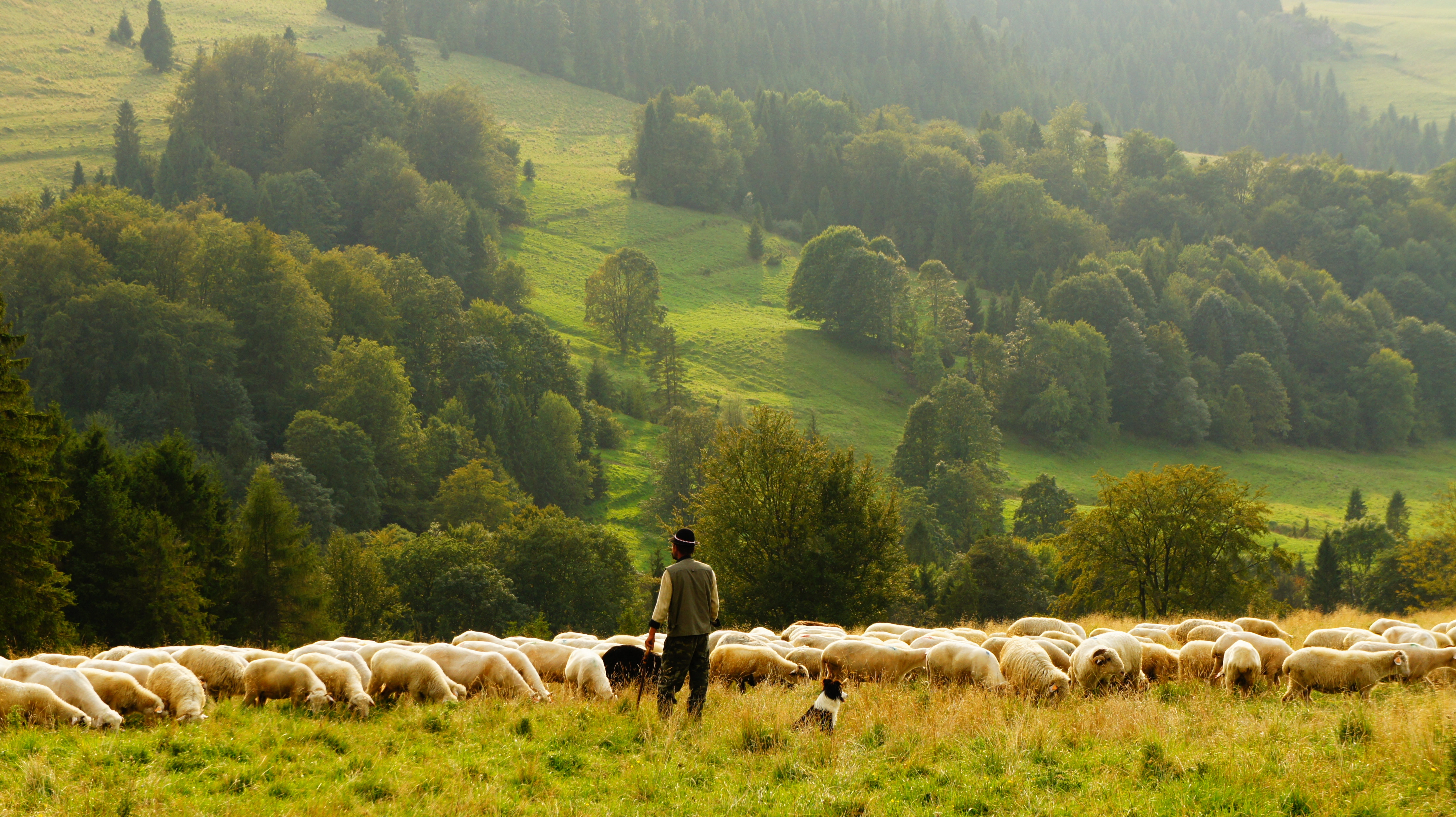 a person and a dog herding sheep in a meadow