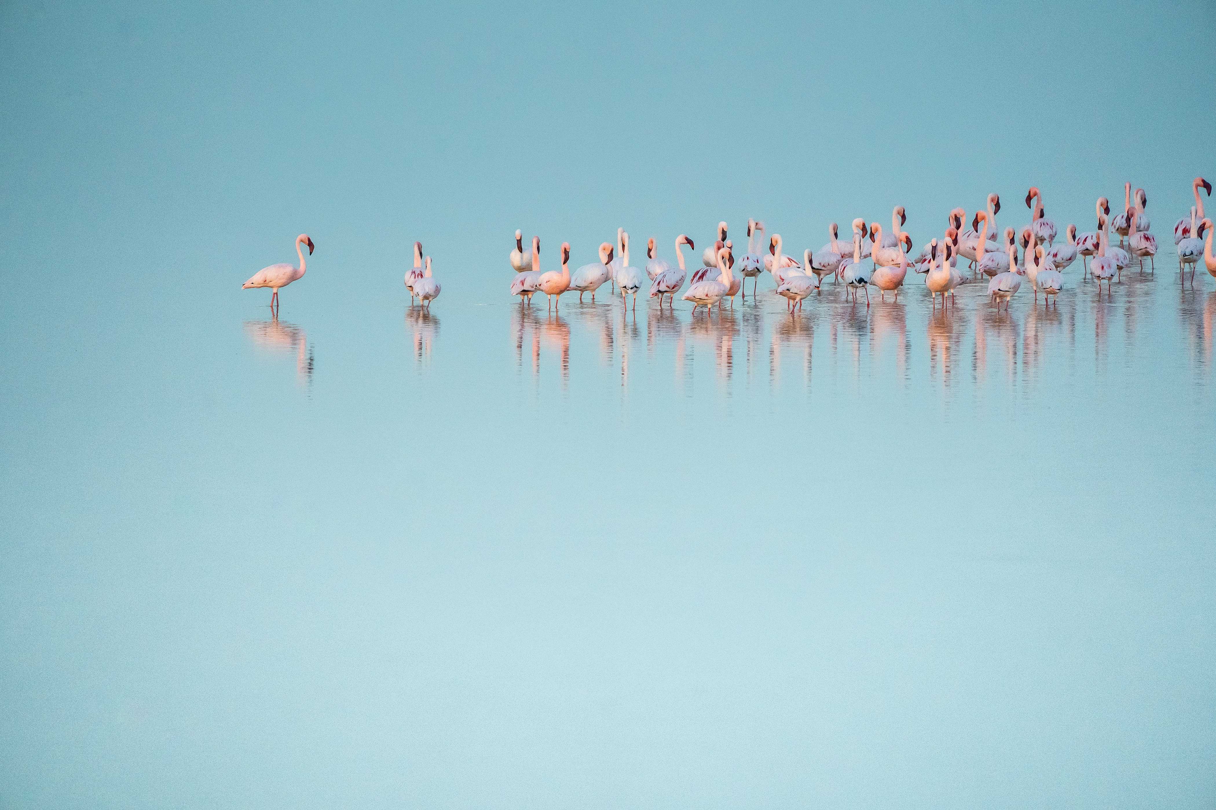 Euronext image flamingos (1)