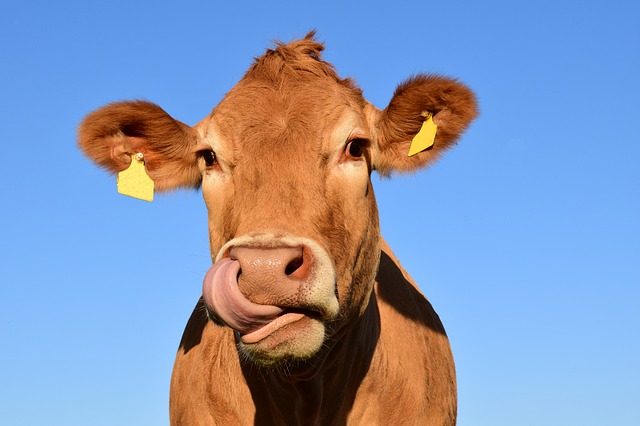 a cow with ear tags
