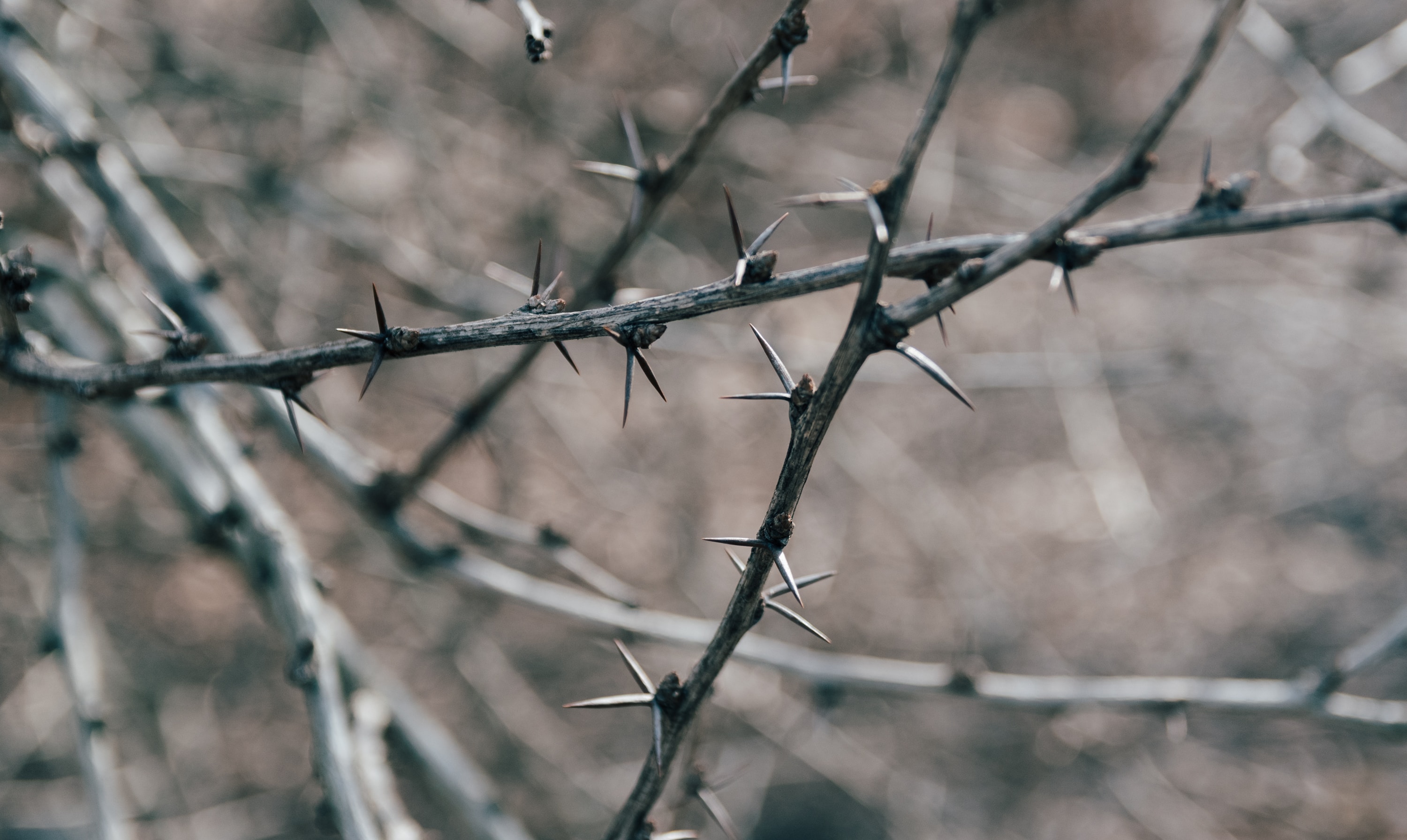 a close up of a branch