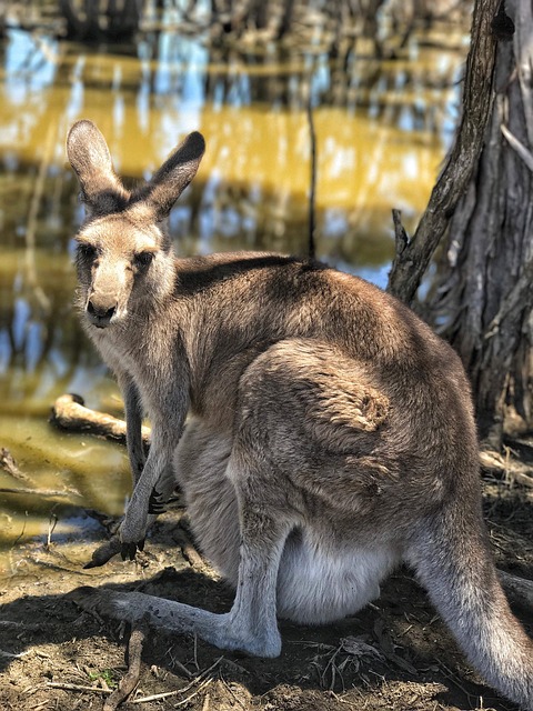 a kangaroo standing by a tree