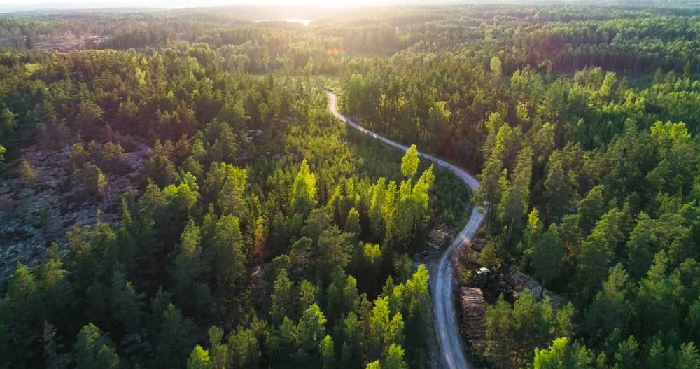 a road surrounded by trees