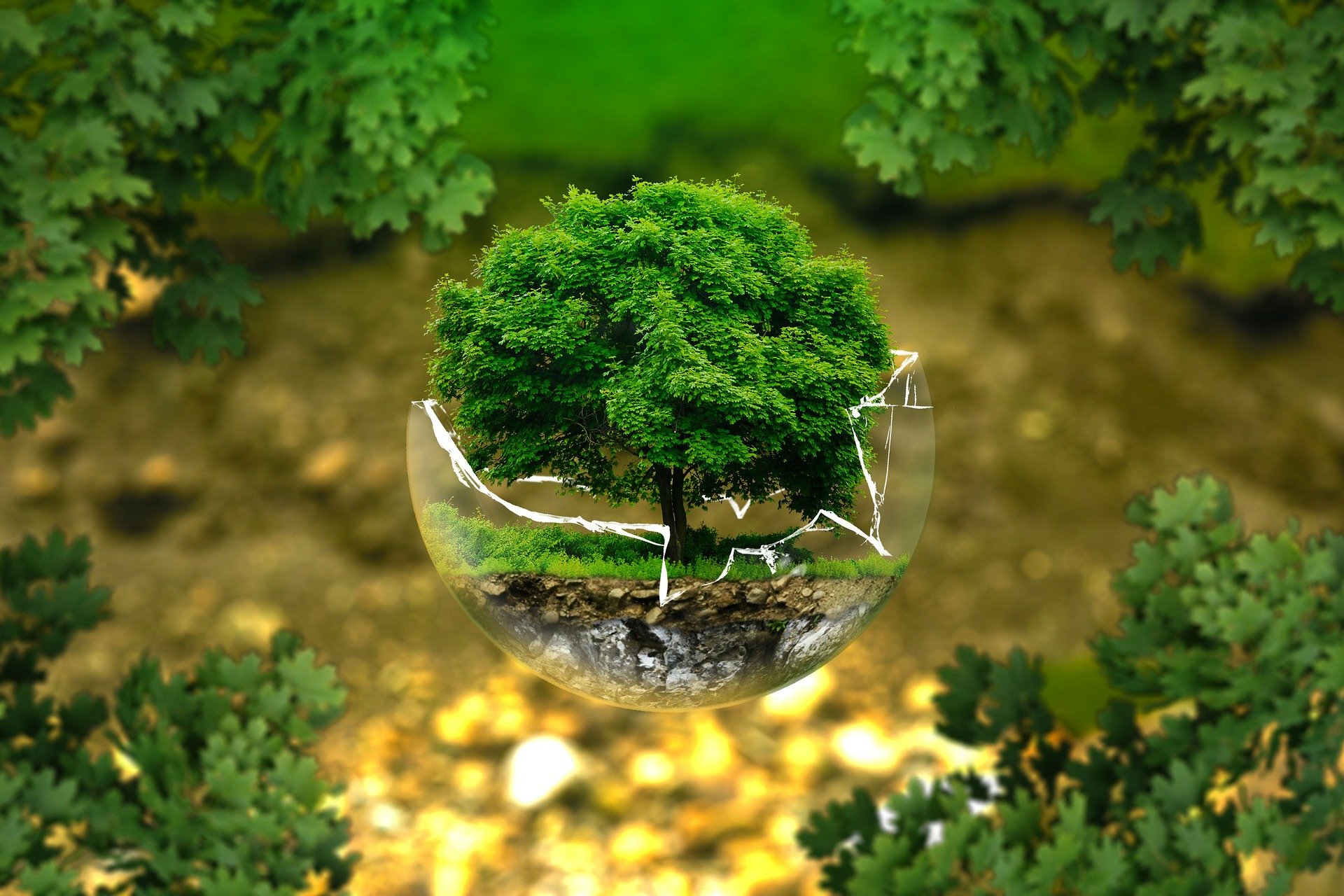 a small tree in a glass bowl