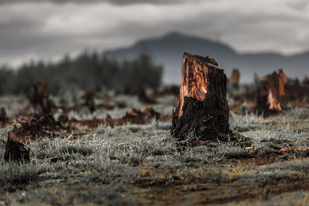 a tree stump in a snowy area