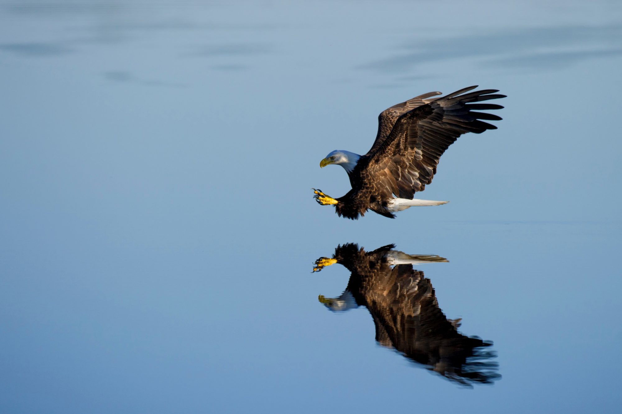 a couple of eagles flying