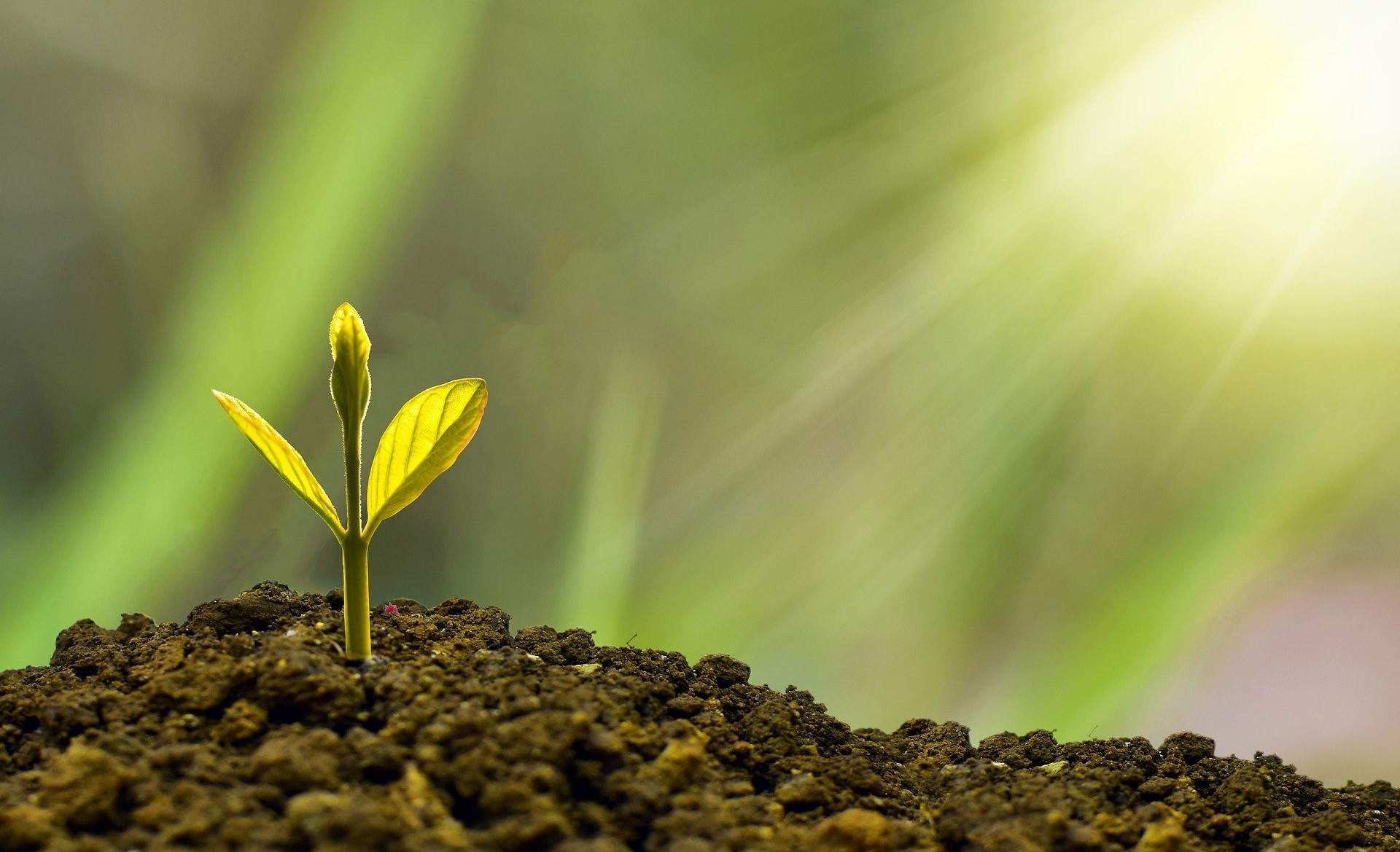 a plant growing out of a pile of dirt