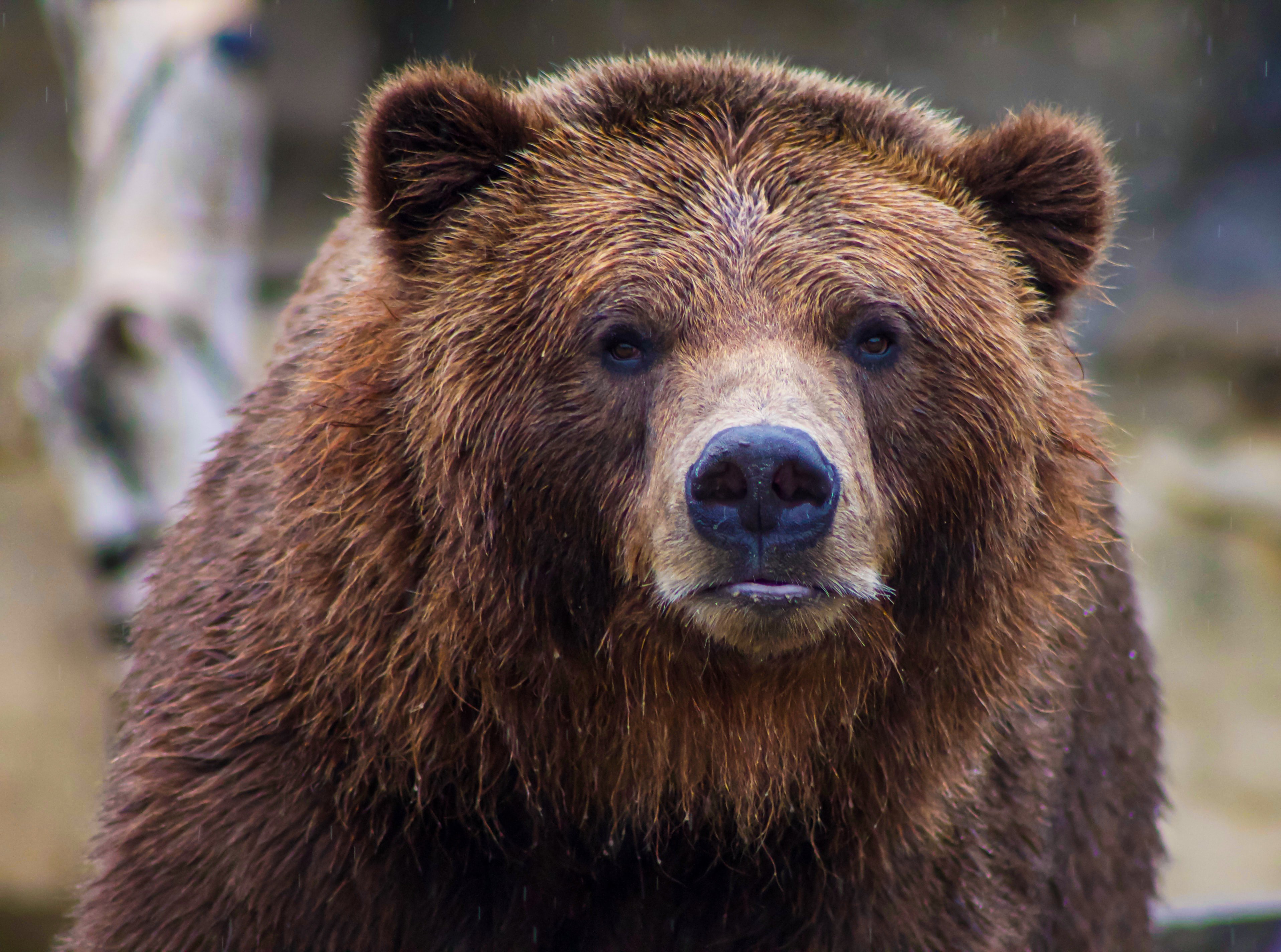 a brown bear with a black nose