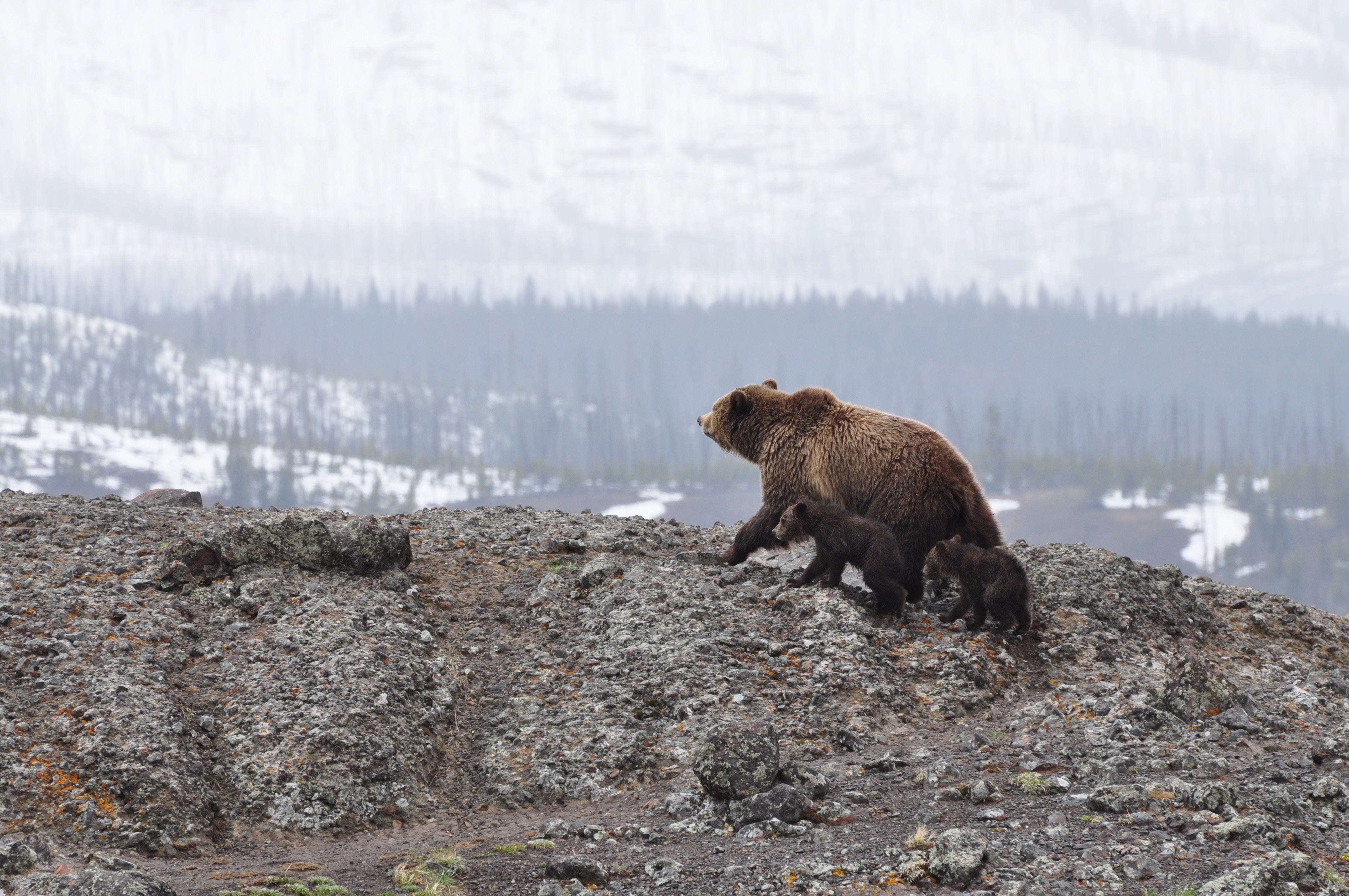 a bear and its cub on a rock