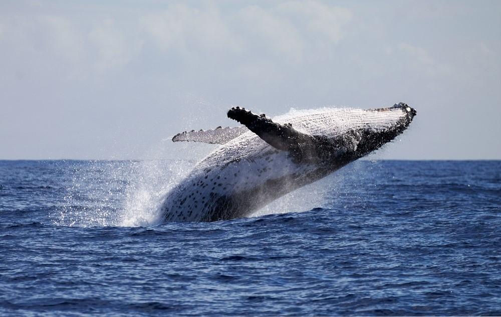 Whale breech
