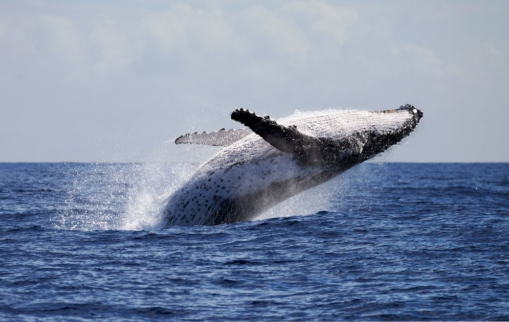 Active ETFs struggle with whales