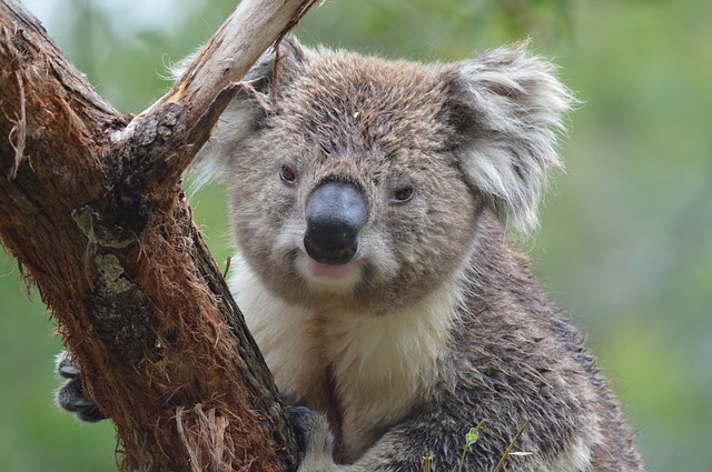 a koala bear in a tree