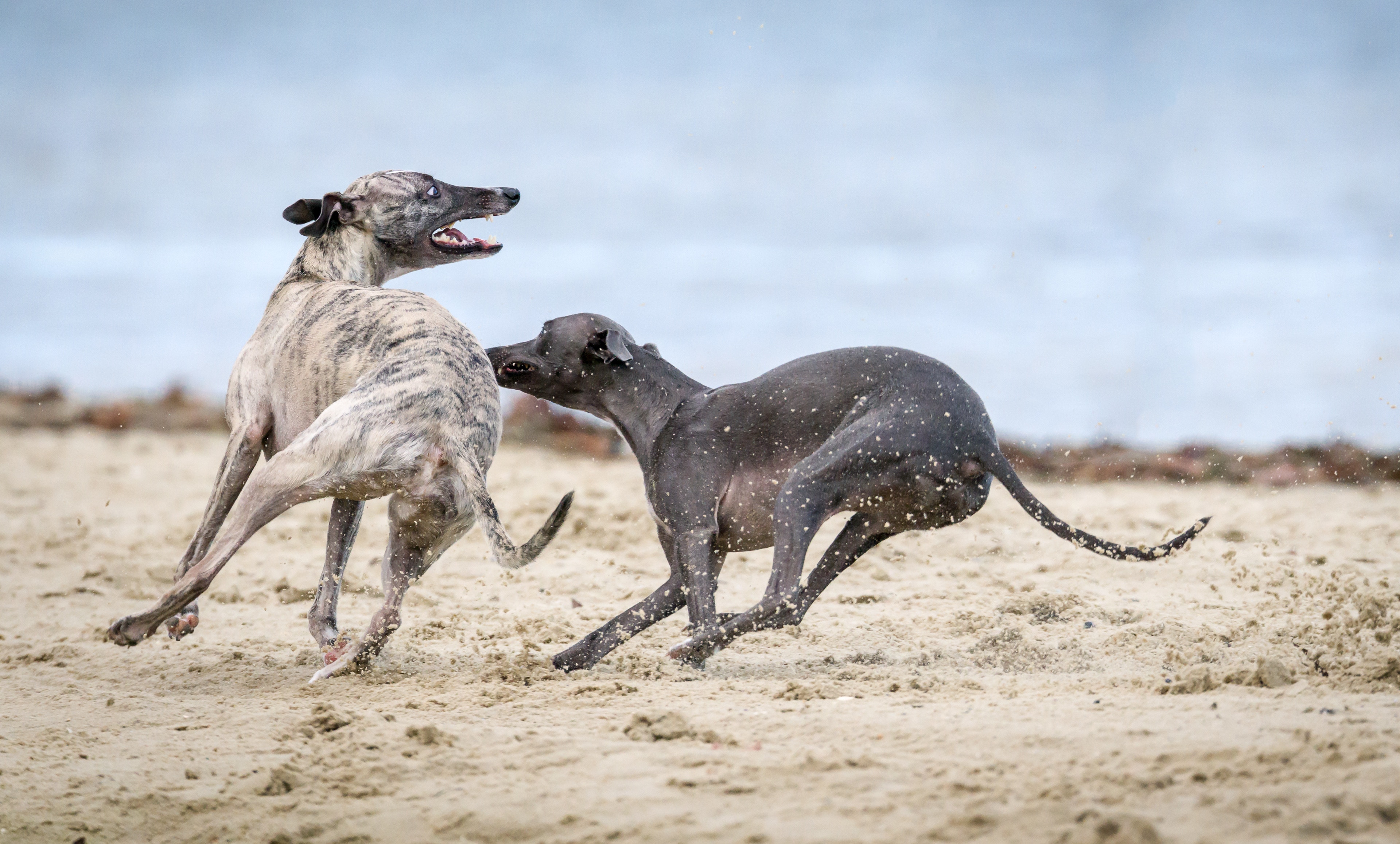 a couple of animals running